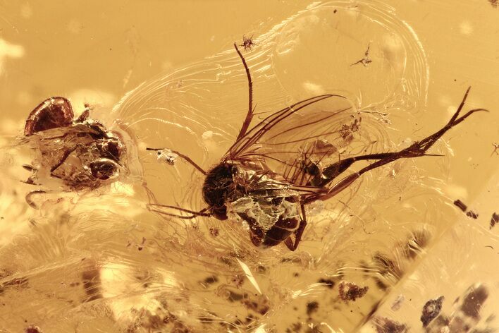 Detailed Fossil Ants and Fungus Gnat in Baltic Amber #273194